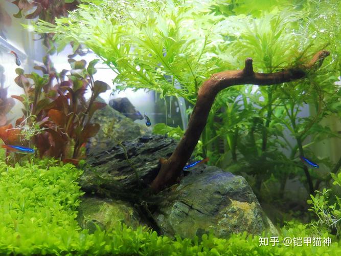 记录下鱼缸的变化